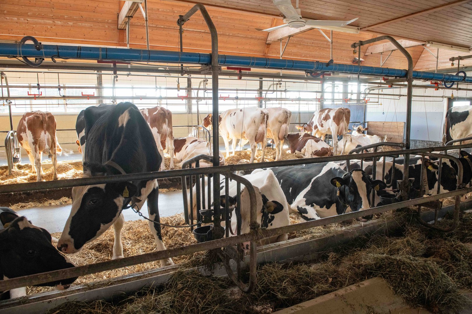 Die grossen Drei bei den Milchkuhrassen: Wer gewinnt, wer verliert