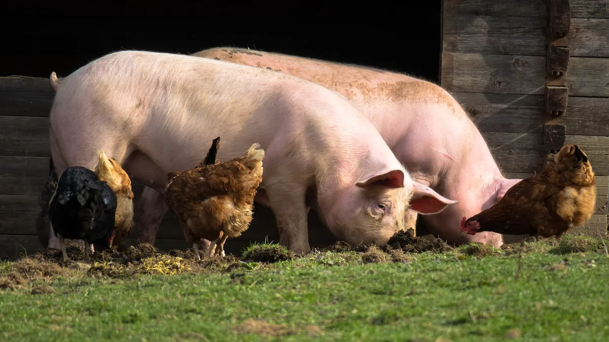 013f331d5c9e42bd4ea4d5833a50b6a57d037aa8 Bei den Schweinen werden vermehrt risikobasierte Kontrollen durchgeführt, um den Antibiotikaverbrauch zu reduzieren. (Bild Pixabay)