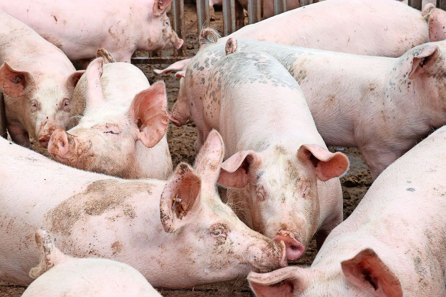 Die Betäubung von Schweinen mit Kohlendioxid zur Tötung dürfte ein Auslaufmodell werden. Es wird intensiv nach Alternativen gesucht.