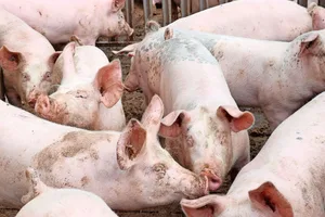 Die Betäubung von Schweinen mit Kohlendioxid zur Tötung dürfte ein Auslaufmodell werden. Es wird intensiv nach Alternativen gesucht.