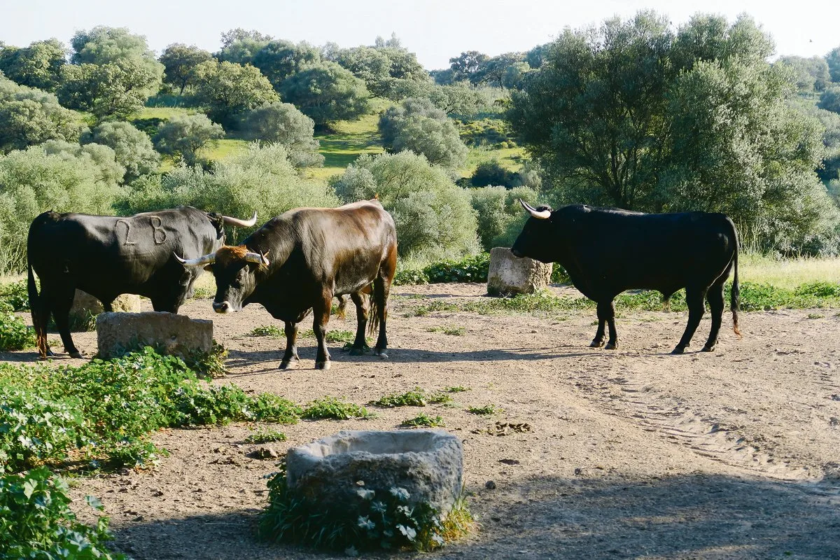 cbf0d54ec7c9da015c95ac962af3cf7e48a0c518 Ruhe und Frieden vor dem grossen Kampf. In Andalusien geniessen Stiere, welche für Stierkämpfe gezüchtet werden, bis zum Auftritt auf der grossen Bühne quasi ein Leben in der Wildnis. (Bilder sha)