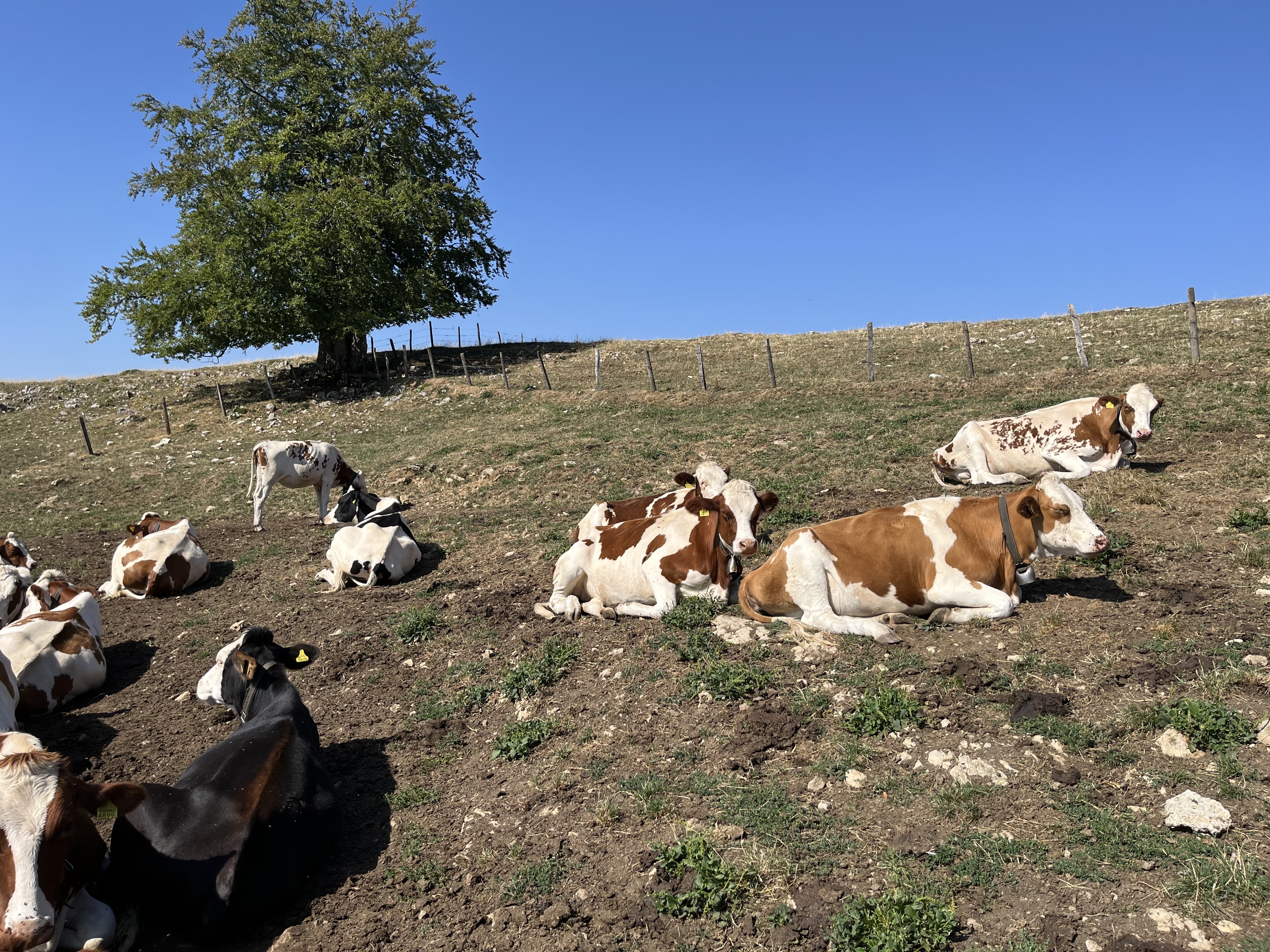 Nach den Angriffen waren alle Tiere nervös und verängstigt. Wegen der grossen Hitze lassen sie sich am Morgen jeweils bei den Tränkestellen nieder.