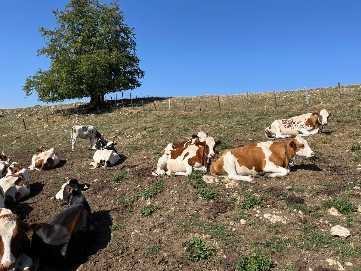 Nach den Angriffen waren alle Tiere nervös und verängstigt. Wegen der grossen Hitze lassen sie sich am Morgen jeweils bei den Tränkestellen nieder.