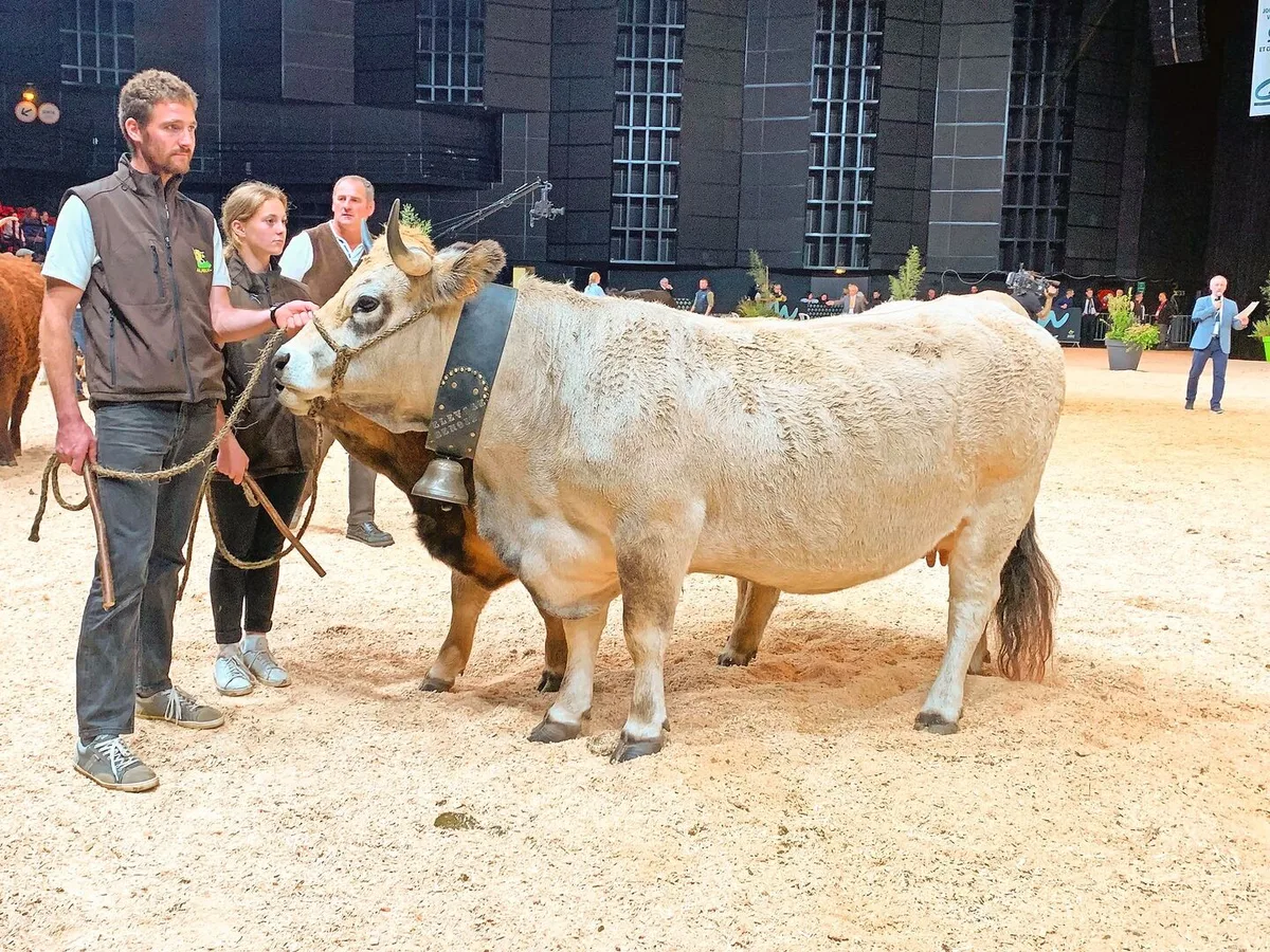 03d8a050ae96a9683b29ea6f3c8326ab513496bf490de938b031ea1844e248a6 Auch 2024 sind Aubrac-Rinder in Vorführungen (1., 2. und 4. Oktober, Hall 3) und in einer Schau (3. Oktober, Zénith) zu bewundern.