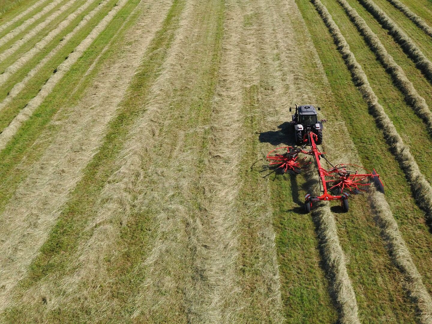 Traktor fährt mit Heuschwader über das Feld und kehrt das Heu zusammen.