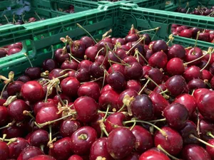 Die Kirschensaison hat endlich begonnen.