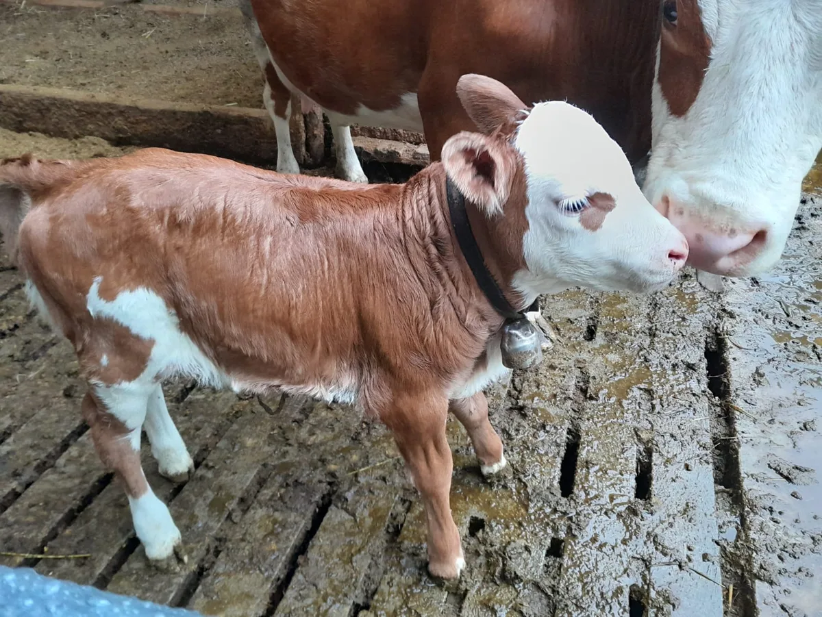 Kalb_Dalia_psr Hinterwälder-Kalb Dalia und 37 weitere rare Rassen an einem Ort: In Brunegg