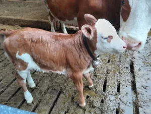 Das Hinterwälder-Kalb Dalia kam am 23. September auf dem Betrieb von Andreas Schneider in Walkringen BE zur Welt. Als Vertreter der kleinsten Rinderrasse Europas wird sie Anfang Oktober in Brunegg zu sehen sein.