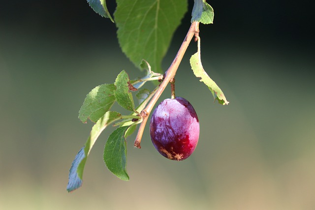 Bei den Zwetschgen fiel die Ernte 2019 mit 2839 Tonnen wetterbedingt 22 Prozent tiefer aus als erwartet. (Bild Pixabay)