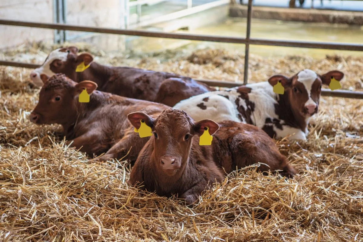 Gesunde, aufmerksame Kälber haben ein glänzendes Fell. Auch beim Liegen stellen sie die Ohren auf. Wenn Landwirte ihre Tiere aufmerksam beobachten, erkennen sie erste Krankheitssignale an verschiedenen Körpersignalen. Bild: Pia Neuenschwander