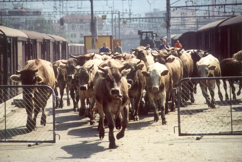 Die Kühe sind los: Eine 20-Jährige befreit unter Drogeneinfluss über 200 Tiere. (Symbolbild, BauZ)