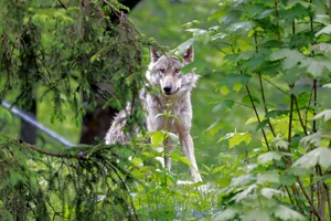 Der Wolf sei gekommen, um zu bleiben, ist Pro Natura überzeugt. Für ein Nebeneinander von Mensch, Wolf und Nutztierhaltung müssten alle Betroffenen an einem Strang ziehen.