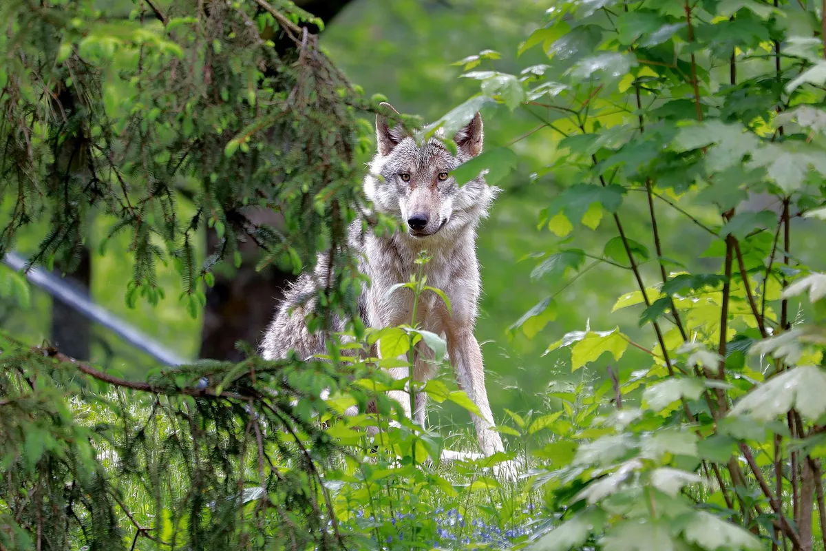 Pro Natura schlägt in der Diskussion um den Wolf versöhnliche Töne an