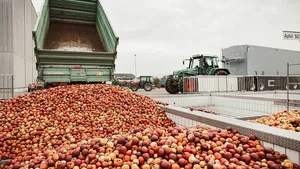 Der Schweizer Obstverband rechnet mit einer überdurchschnittlichen Mostobsternte. 80 Prozent der Mostäpfel stammen von Hochstamm-Bäumen.