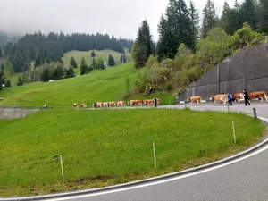 Am 20. Mai zog die Familie Ryter aus Kandergrund BE mit ihren Tieren auf die Alp.