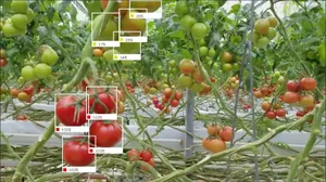 Der Ernteroboter der Firma Root AI erkennt den Reifegrad der Tomaten via eingebauter Kamera. (Bild Root AI)