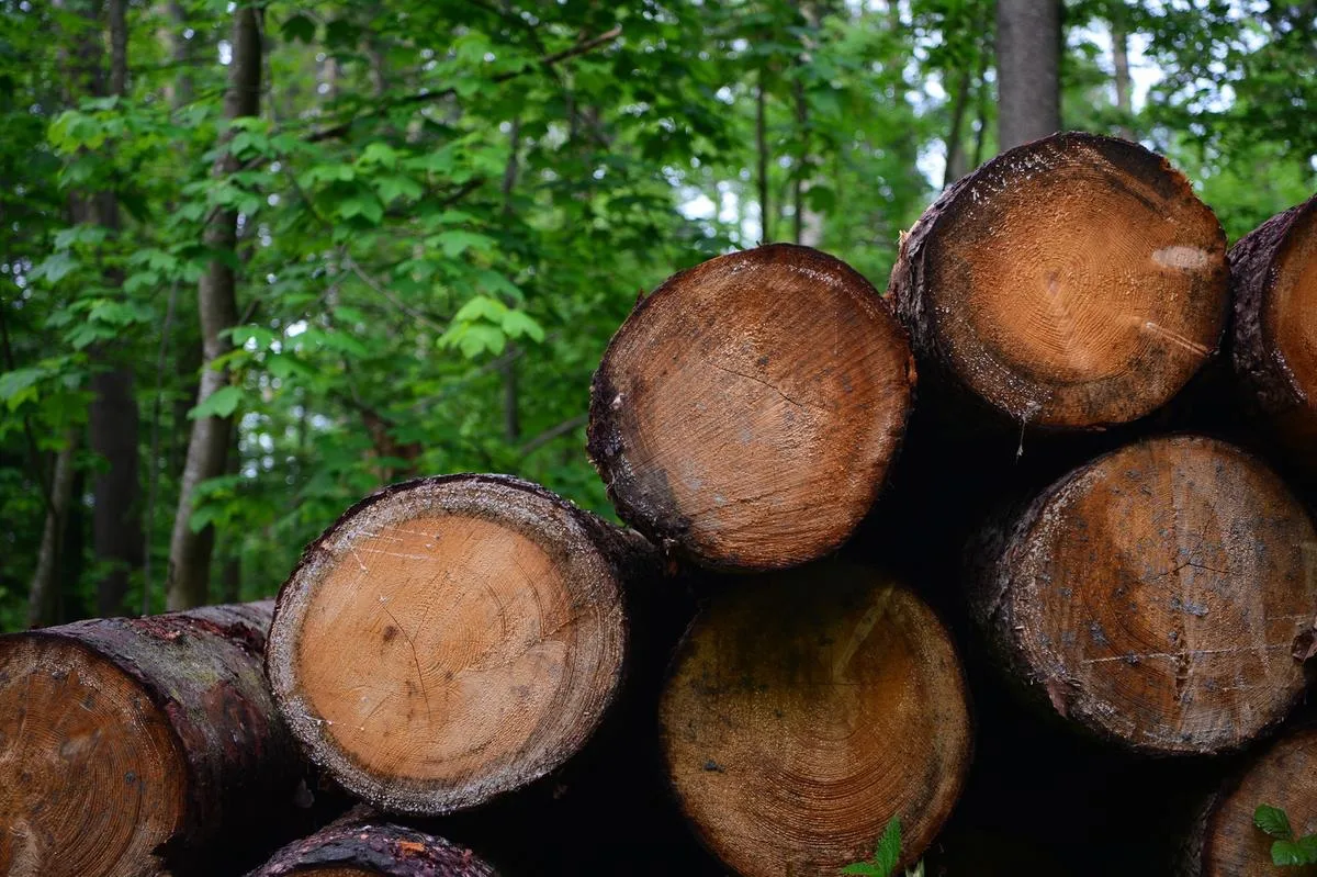 holz Schweizer Holz ist im zweiten Halbjahr 2021 teurer geworden