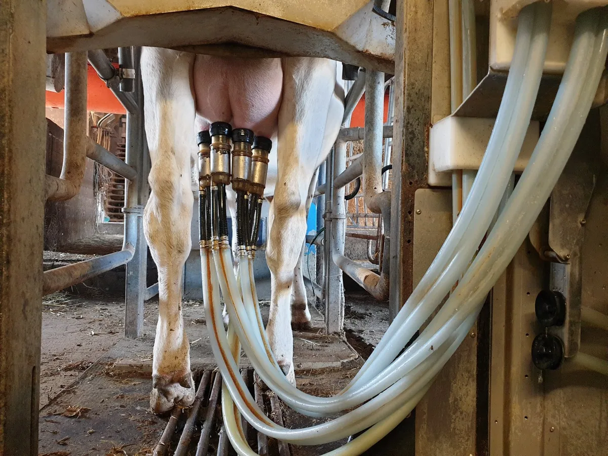 20230716_172658 Wirtschaftlichkeit von automatischen Melksystemen neu gedacht