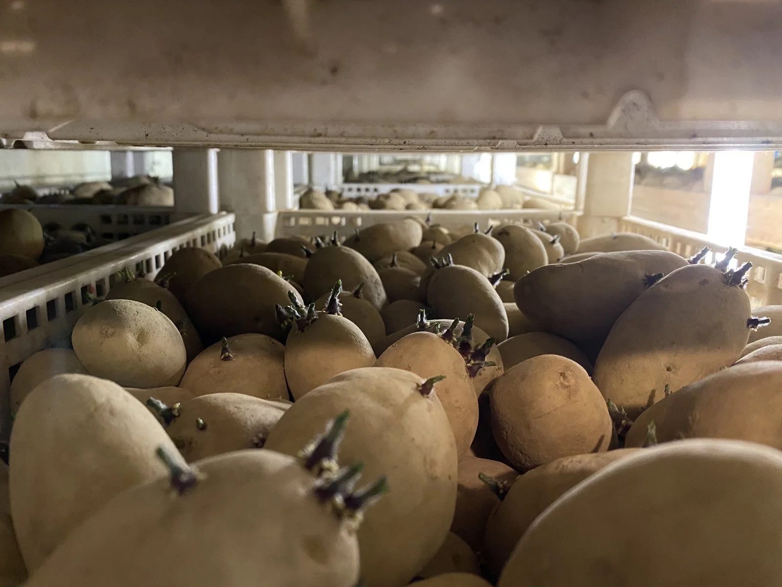 Nasse Böden, volle Lager: Schweizer Frühkartoffeln starten schwierig ins Jahr