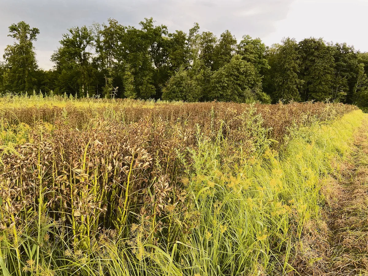 e761eed84763e3fa4cdf2ecd1ffedfddf936564d Starker Befall durch Erdmandelgras auf einer Fläche in der Nähe von Herzogenbuchsee BE.Gut zu erkennen ist das Gras am gelblichen Grün. (Bild Adrian Krebs)