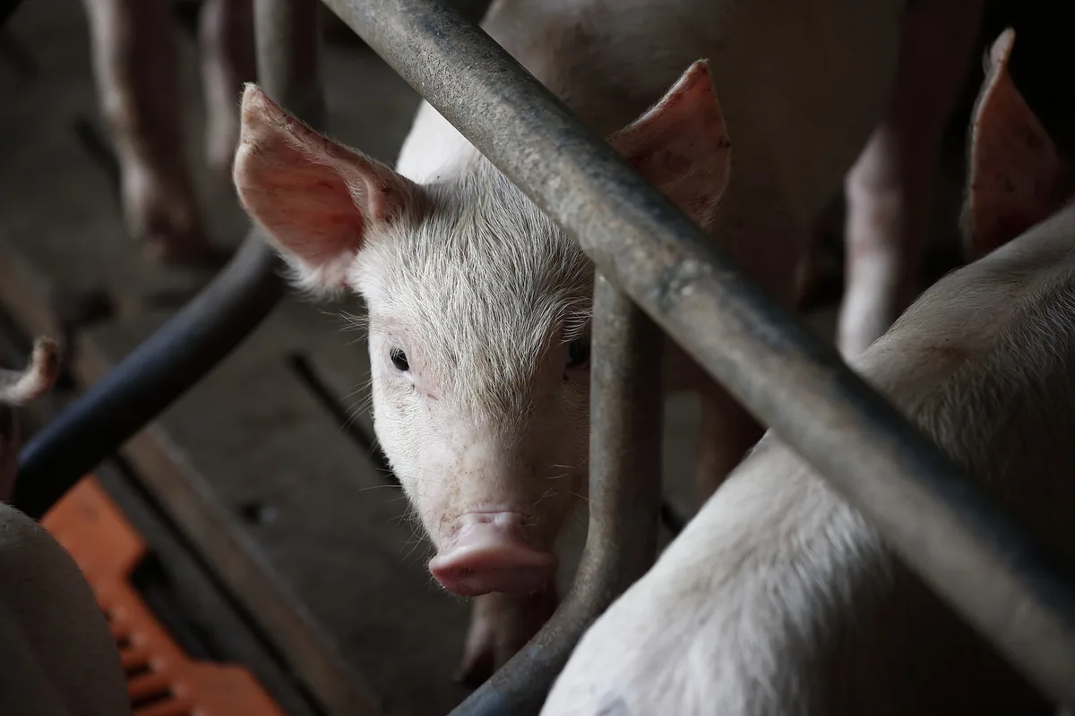 schwein-pixabay-lja Niedrigster Schweinebestand in Deutschland seit 25 Jahren