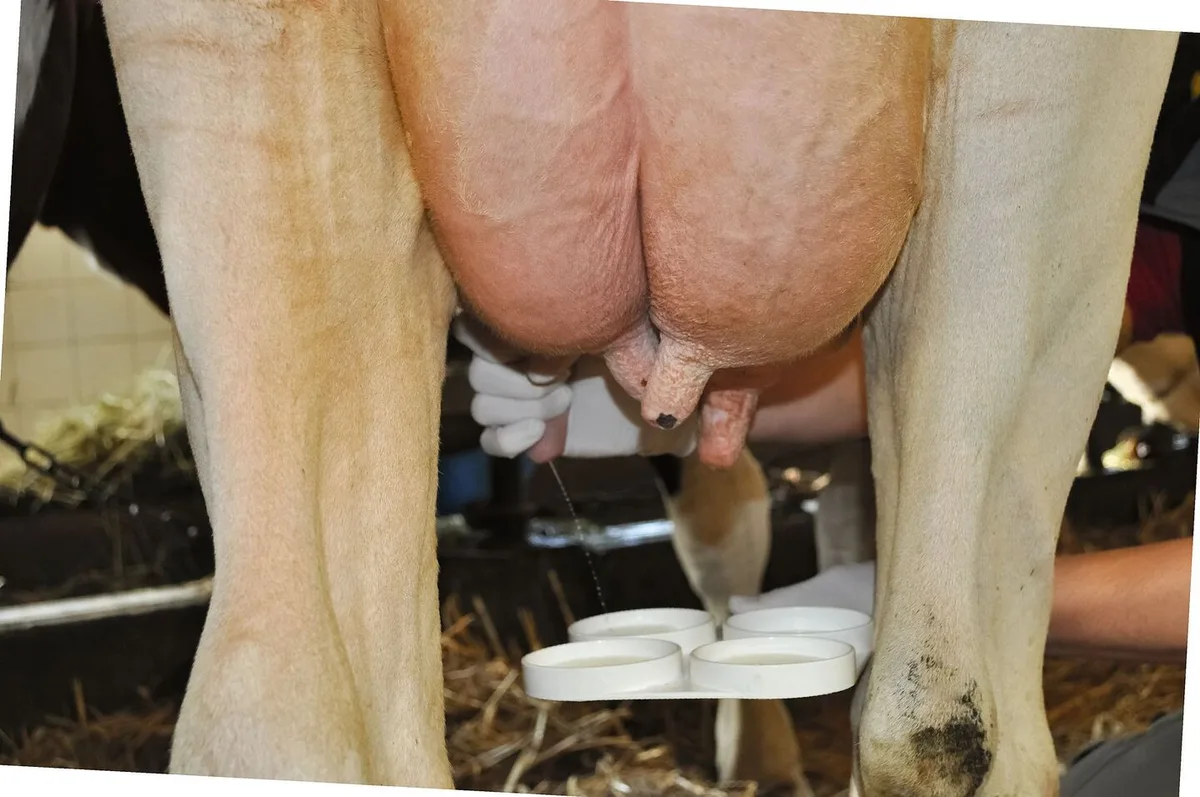 cbc2c623d368570d00597e6adae4764183b07e79554cfbf152daebe877098e41 Eine Kuh wird von Hand gemolken und die Milch in die Schalen des Schalmtests geleitet.