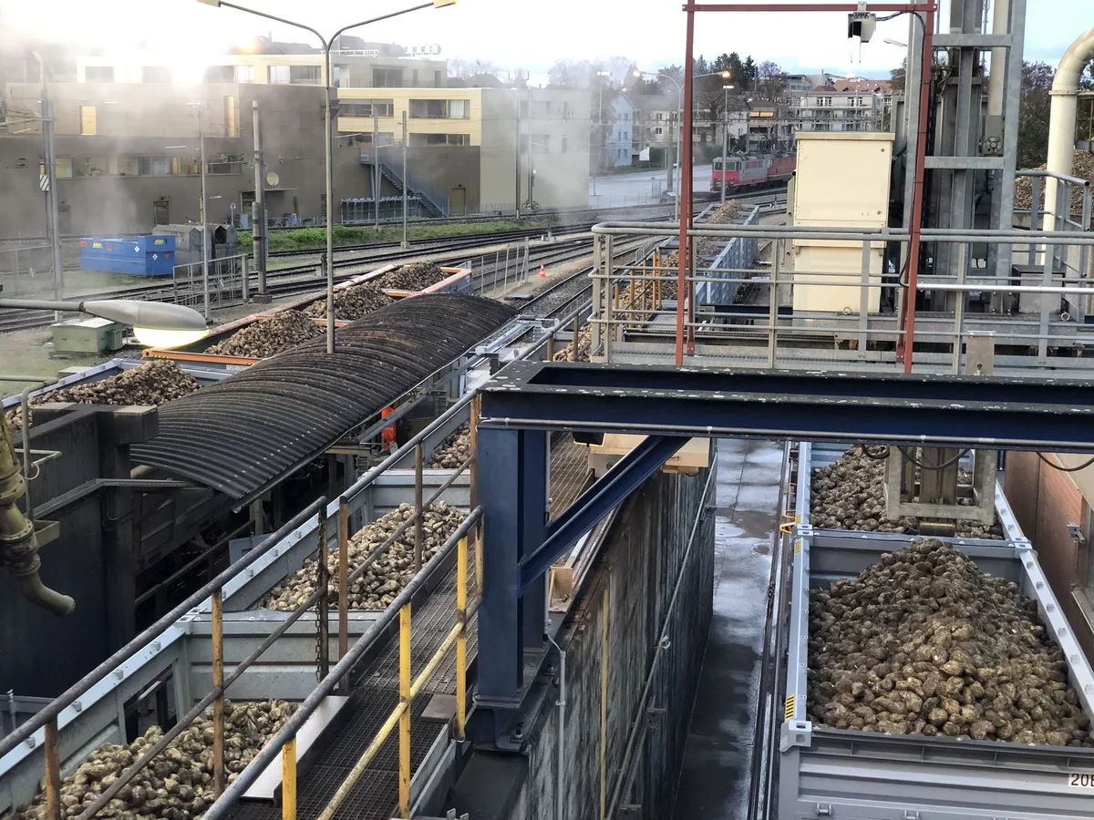 c6b4c1b0c6011f1121f51109410a547966073fd8 In Aarberg gab es aufgrund der Virösen Vergilbung tiefe Rübenerträge. Deshalb werden aus dem Aargau Rüben angeliefert. Die hohen Mengen stellen die Schweizer Zucker AG aber vor Herausforderung. (Bild Katrin Erfurt)