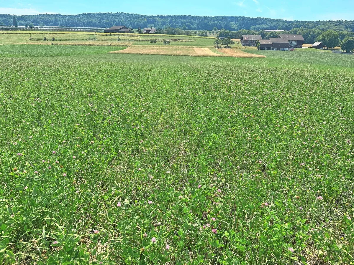 So sah die Versuchsfläche mit 300er-Mischungen am Arenenberg Ende Juni 2025 aus, nachdem am 30. Mai 2025 der zweite Schnitt erfolgte.Bild: Christian Stutz