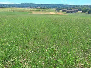 So sah die Versuchsfläche mit 300er-Mischungen am Arenenberg Ende Juni 2025 aus, nachdem am 30. Mai 2025 der zweite Schnitt erfolgte.
