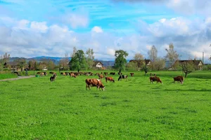 Die graslandbasierte Fütterung mit robusten, standortangepassten Tieren steht im Biolandbau im Vordergrund.