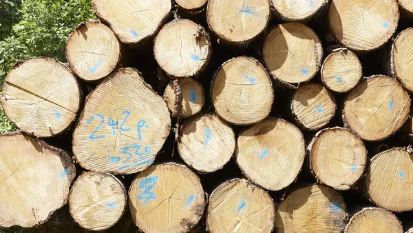0ba0b893efa9e5276af7847114b4e4e40ad09d92 Es gibt zuviel Holz auf dem Schweizer Markt – und es ist keine Besserung in Sicht. (Bild Wald Schweiz)