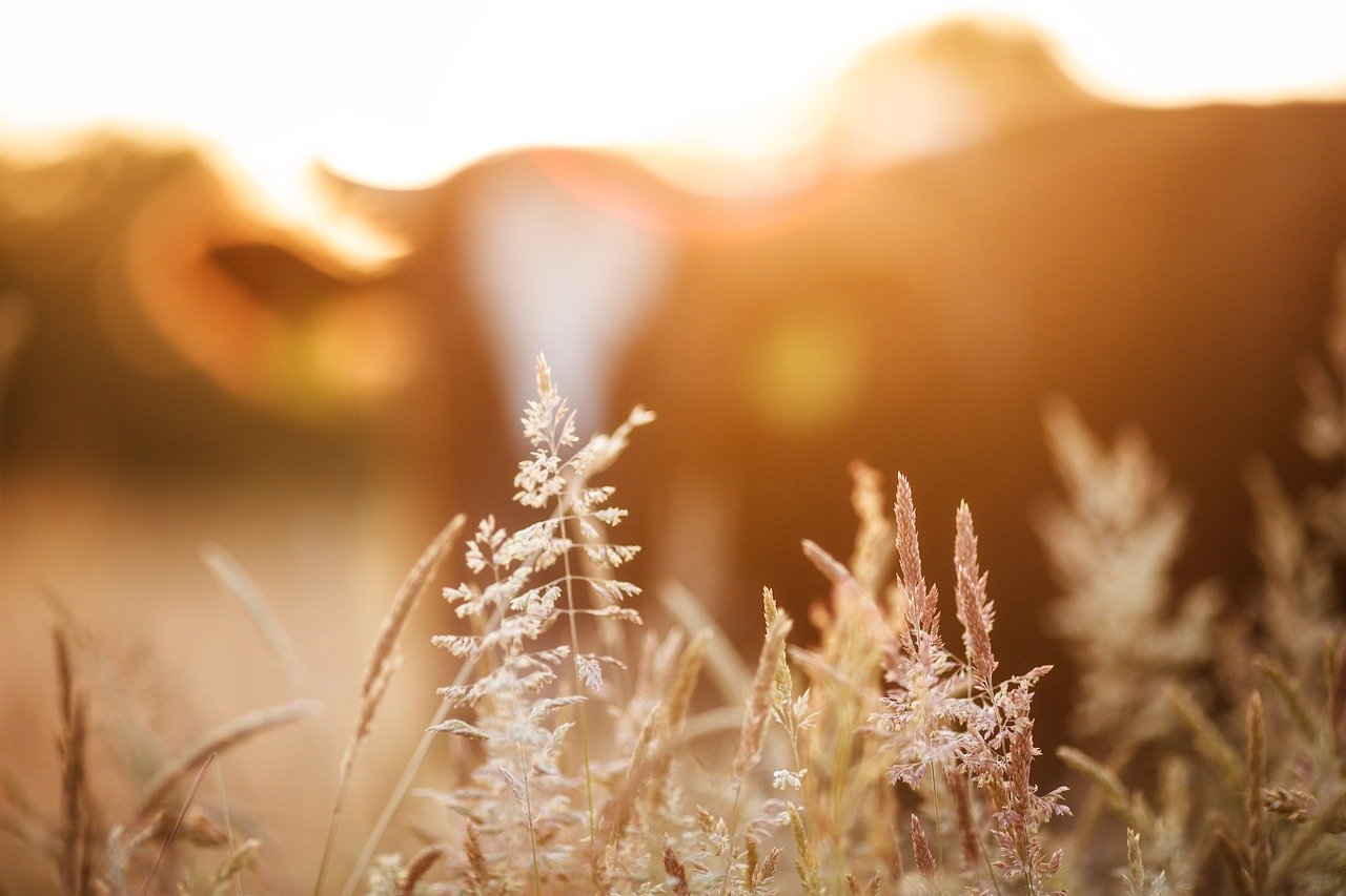 Die meisten Verordnungen aus dem aktuellen Paket treten am 1. Januar 2022 in Kraft. (Bild Intuitivmedia/Pixabay)