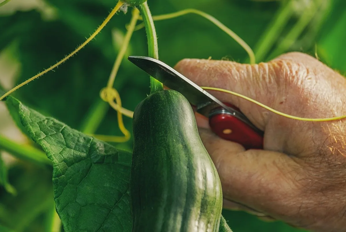 fa0deb8f0c05ea9972fe131cb6cb82ae3367fce0 Nicht alles, was produziert und geerntet wird, wird schlussendlich auch gegessen. Am Food Waste sind alle Stufen der Lebensmittelkette beteiligt. (Bild Pixabay)
