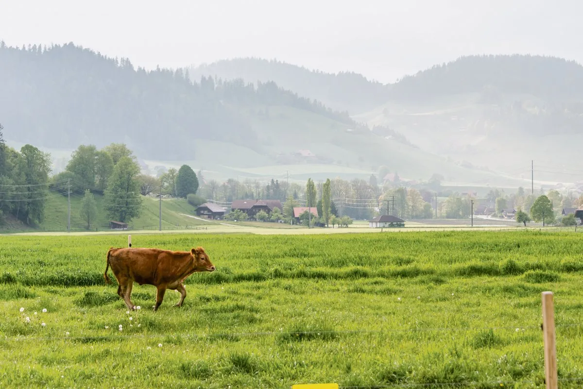 12bbcd5eb14c150742225b0b715980b195a41fd1 Das bewährte Programm GMF wird in der AP 22+ neu aufgestellt, da es in den Augen des Bundes noch nicht genügend Wirkung Richtung standortgerechte Fütterung entfaltet hat.(Bild hja)