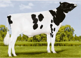 c5279749ee6123a4a8f325a136e4c5146fa1e8d9 Die neue Nummer eins nach Iset der Holsteinstiere mit einem Schweizer Resultat: Sandy-Valley-I Penmanship. (Bild pj)
