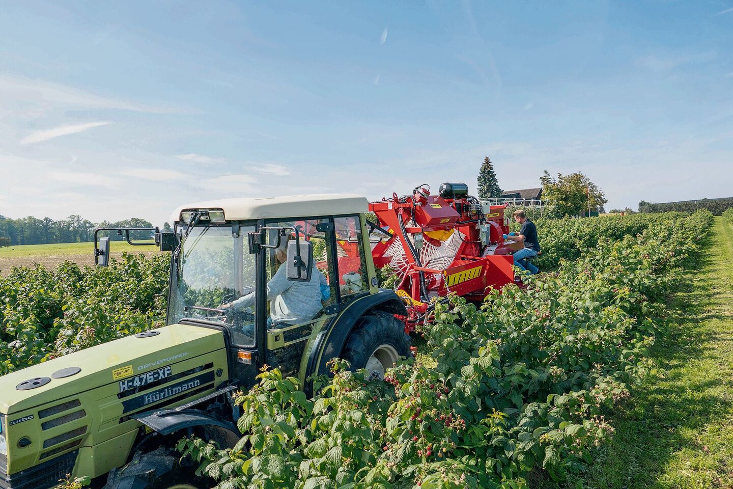 Für die Verarbeitung werden Herbsthimbeer-Sorten angepflanzt, die maschinell geerntet werden können.