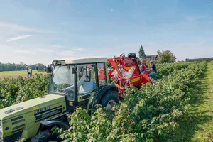 Für die Verarbeitung werden Herbsthimbeer-Sorten angepflanzt, die maschinell geerntet werden können.