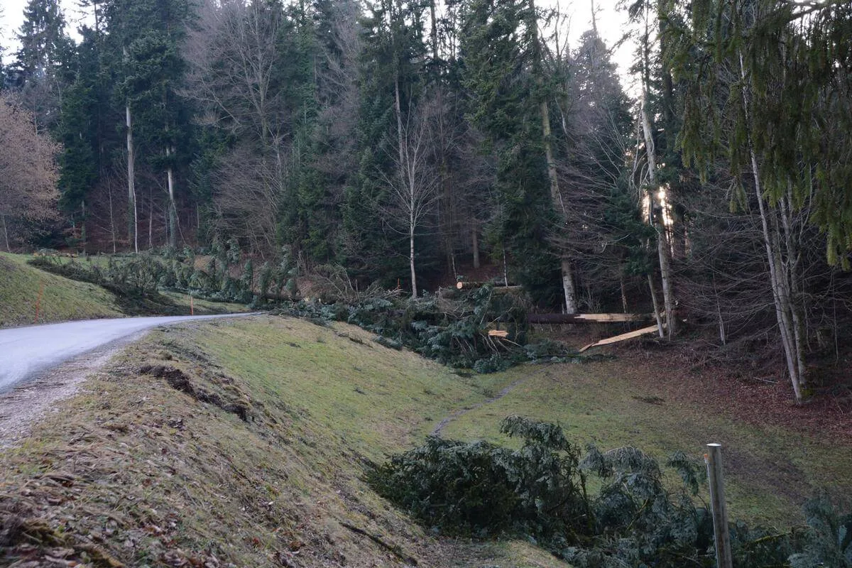 e966c18e655f39871f0d5211422bdd211591c8e6 Ein Sturm richtet im Wald viel Schaden an, kann im Nachhinein aber auch Positives bewirken. (Symbolbild Archiv BauZ)