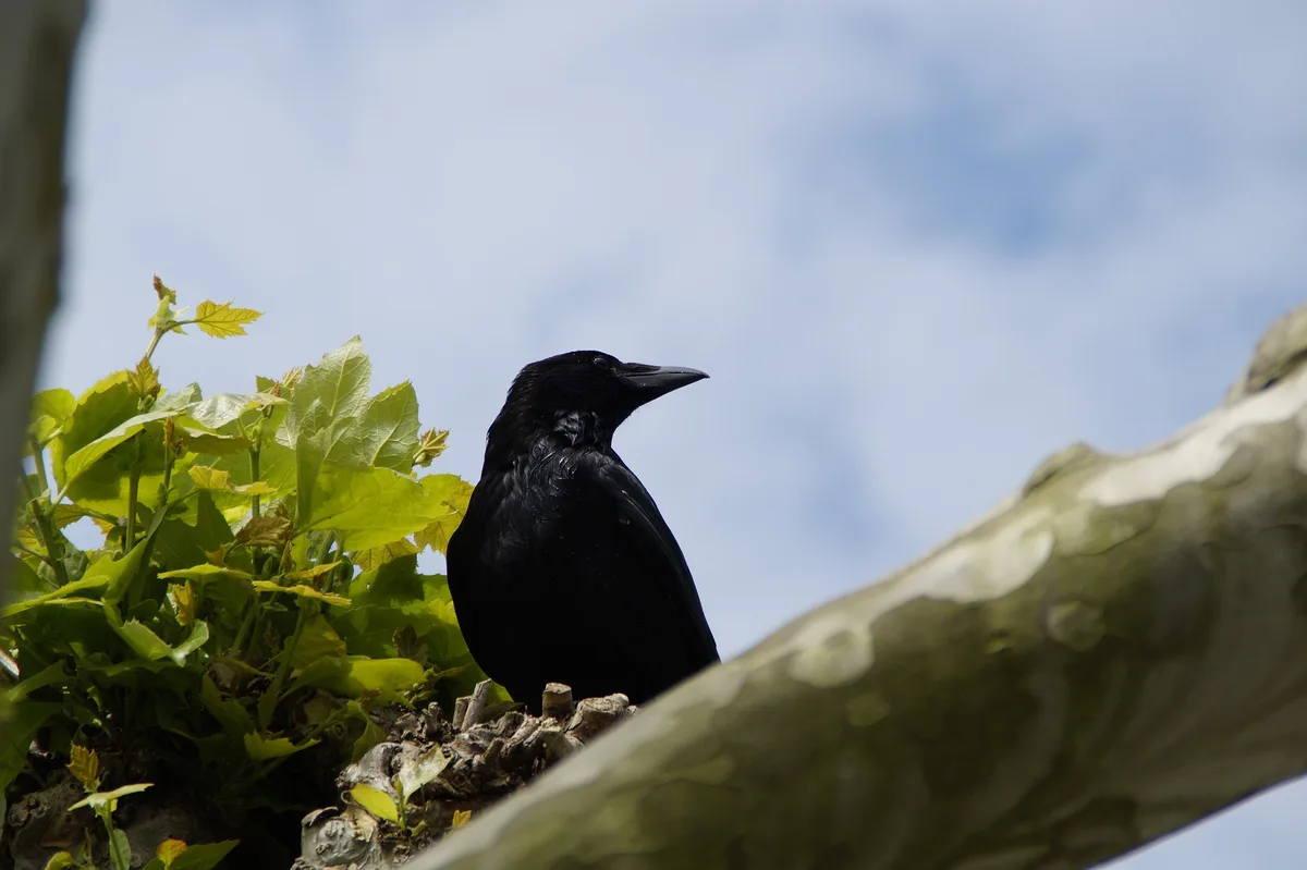 crow-gda6a8cd1a_1920 Schweizer Dokumentarfilm zeigt, wie klug Rabenvögel sind