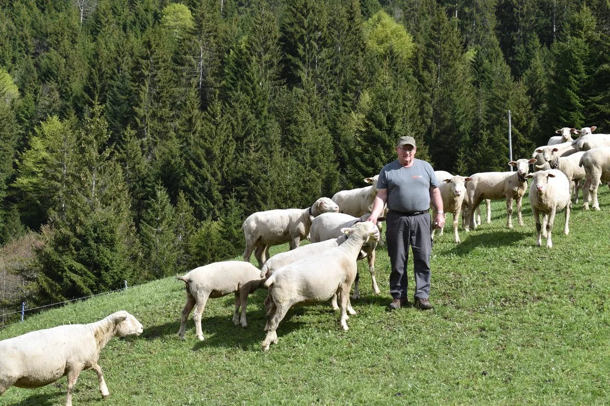 b97c6554f1d0e931bbafc6aee65877d7f230da42 Kaspar Rickenbacher mit seinen Schafen. Jährlich kommen auf seinem Betrieb etwa 20 Lämmer zur Welt. «Ich liebe die Tiere», sagt er. (Bild Konrad Schuler)