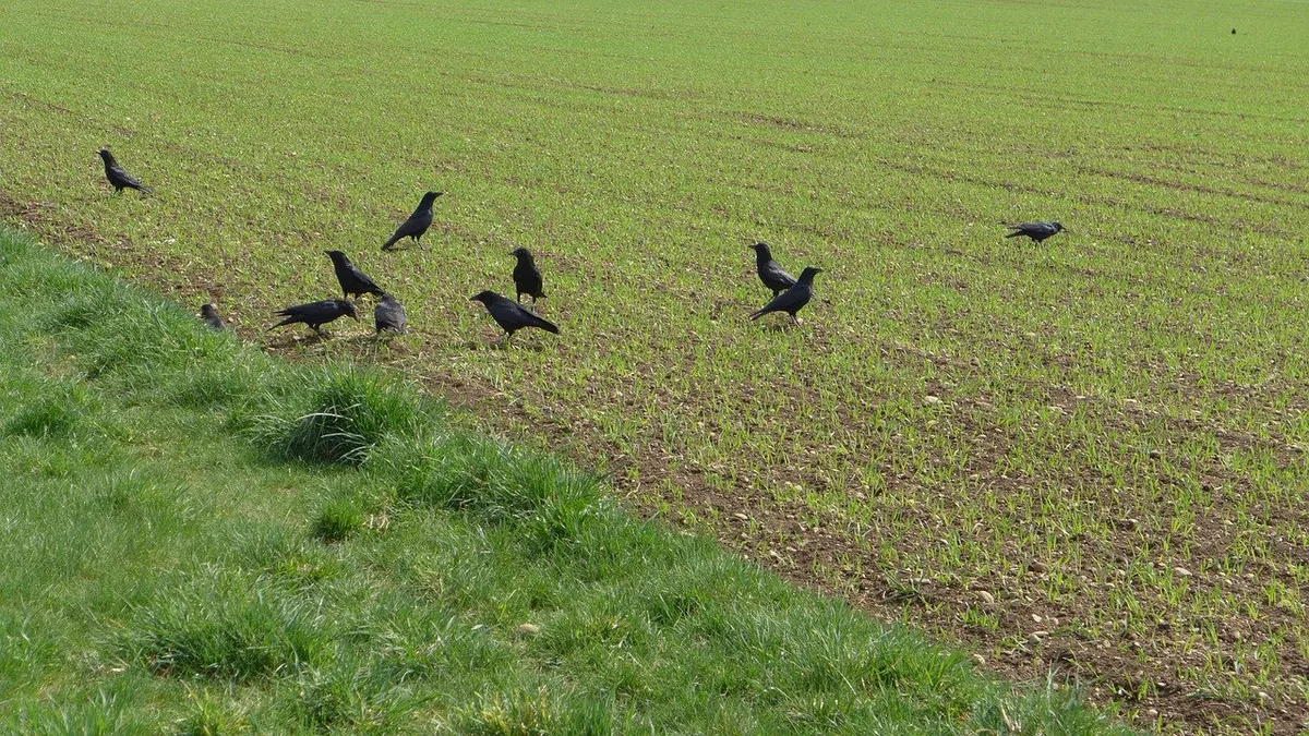 f2a2bb47bc89a19134a870eafac6183228abebc5 Das Aufhängen toter Krähen vertreibt die Vögel kaum. Auch Abschüsse sind nicht zielführend. (Bild Pixabay)