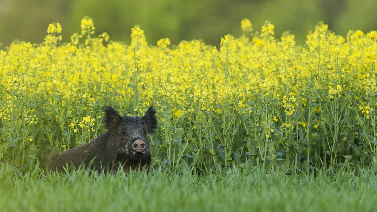 c0512a5ee552b4e2fd09bf3a5b6f54c10b0418a3 Das Wildschwein verbreitet sich immer stärker, unter anderem wegen einem guten Nahrungsangebot in der Kulturlandschaft. Raps zum Beispiel ist ein Leckerbissen für die Tiere. (Bild Adobe Stock)