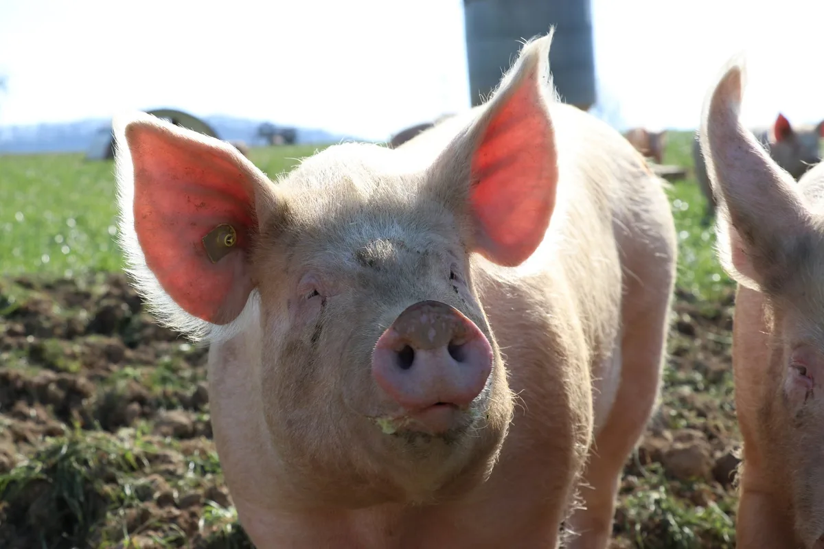 Pro Woche 3000 Schlachtschweine zu viel – das Jagermodell wird angepasst