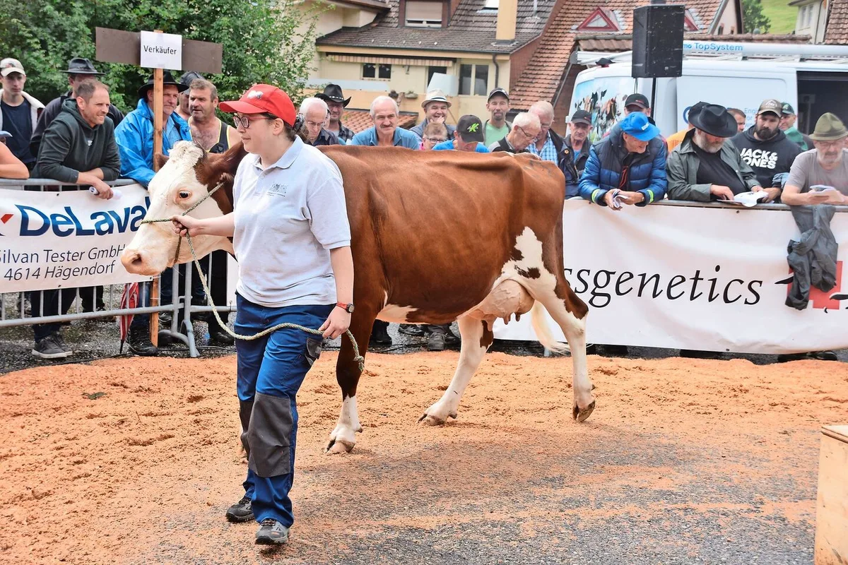 651f2b5784266544784b1c999e7212fc44c84377d481aa82cabcd5d7326eb8f5 Sie stand mit 40 kg Milch auf dem Platz: Die SF-Kuh Bader’s Florino Mira ging im Ring für 3350 Franken weg.