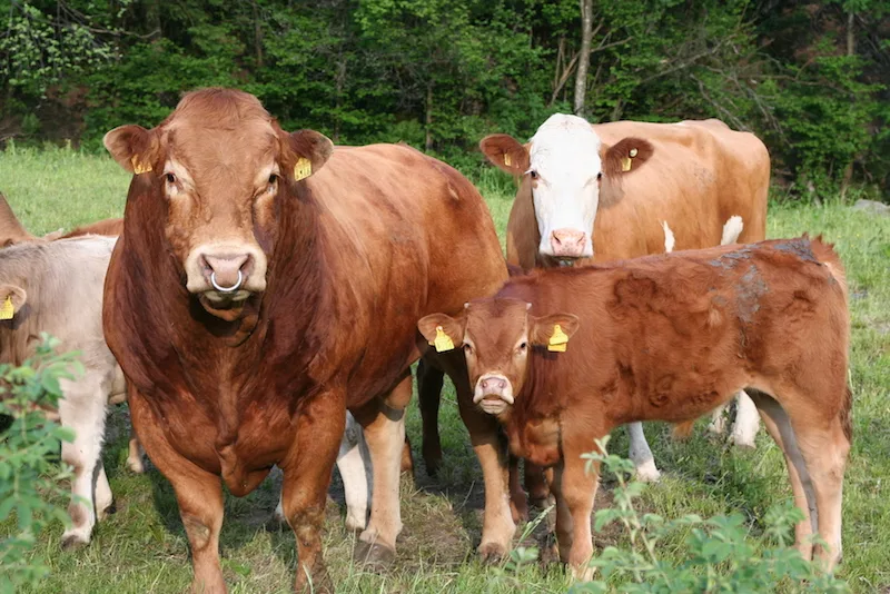9f070279c5c0d8aadeb26875449e0e50a67f0f9c Immer mehr Bauern interessieren sich für die Mutterkuhhaltung. (Bild mutterkuh schweiz)
