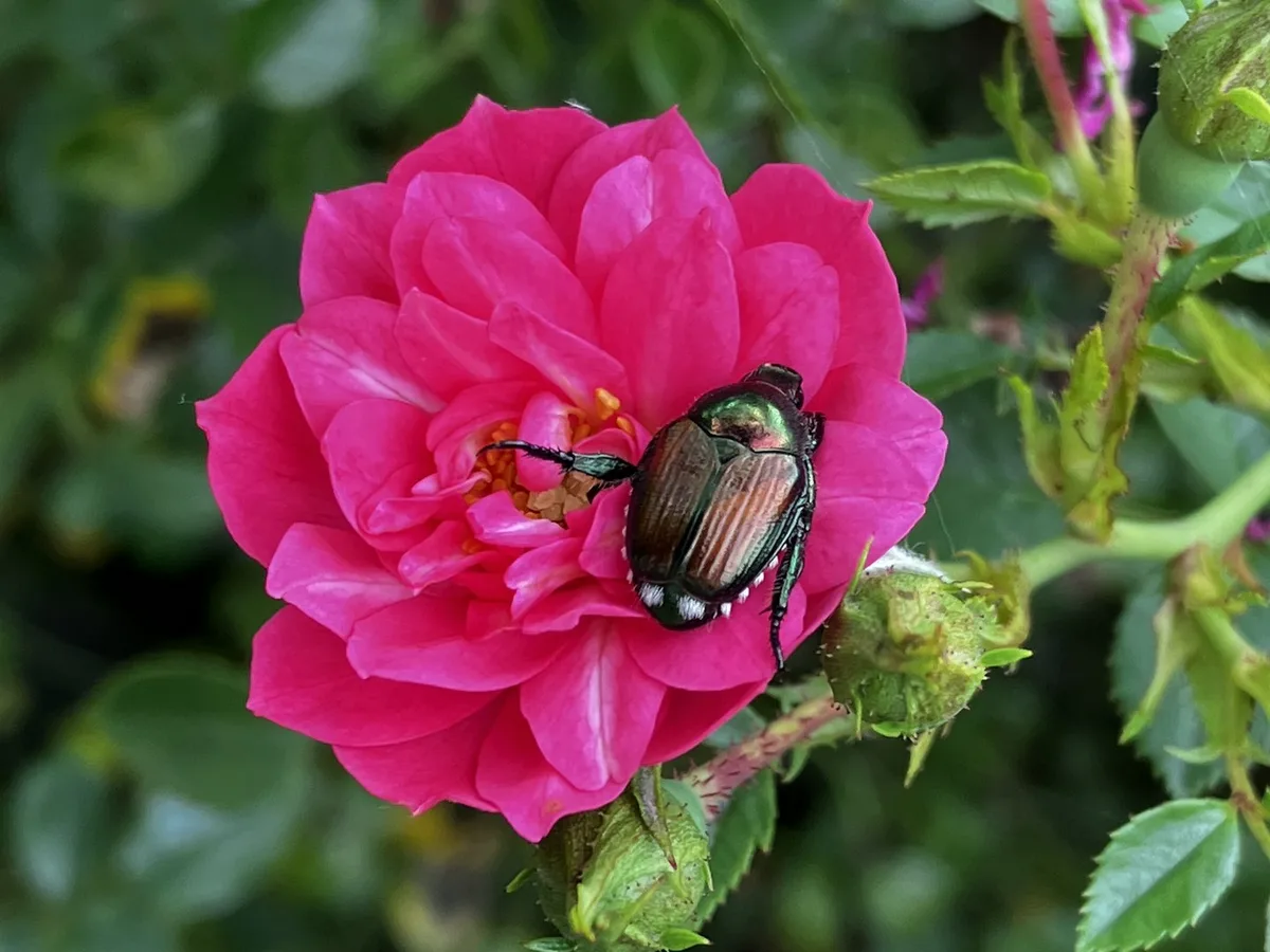 Japankäfer_auf_Rose3 Japankäfer in der Nordwestschweiz – so sieht die Situation aus