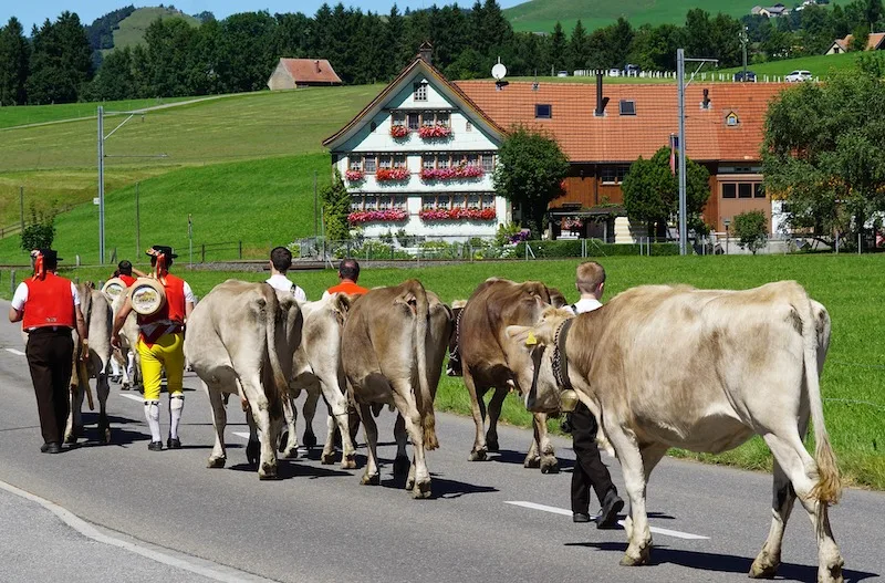 2020b57299af1f131638c139f69d4fbfd3d359de Im Gegensatz zu den Alpabzügen sind Alpaufzüge keine touristischen Events mit vielen Zuschauerinnen und Zuschauern. (Bild Pixabay))
