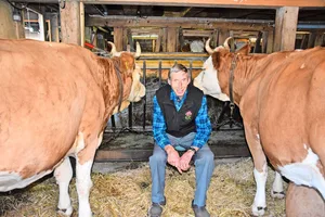 Konrad Klötzli aus Achseten BE schwärmt von der Simmentalerrasse. In seinem Stall hat er mehr als eine Schönheit hervorgebracht.
