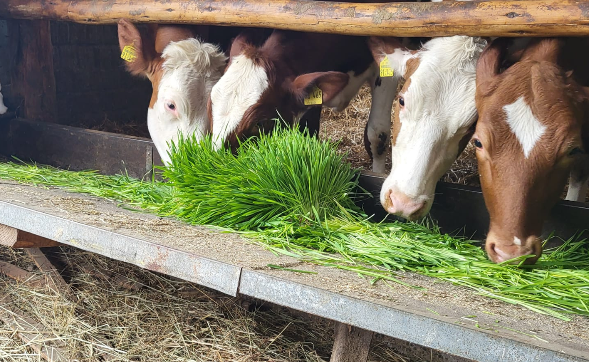 Im Container gewachsenes Gerstengras soll die Krippe füllen und die Milch verbessern
