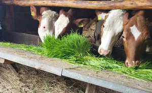 Futtermangel in Folge Trockenheit ist aus Wüstenregionen oder südlichen Gegenden bekannt, wird aber auch hierzulande zunehmend Realität. Container könnten eine wetterunabhängige Futterproduktion sichern.
